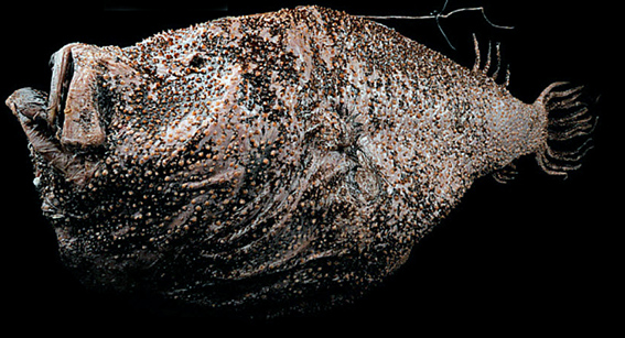 Ceratias holboelli_06.jpg